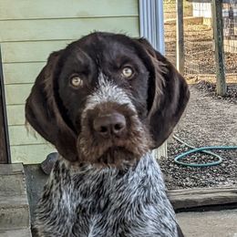 German Wirehaired Pointers and Wirehaired Vizslas from Buffalo Creek Kennel