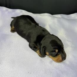 Pidge - Black and tan female Dachshund puppy in Palm Bay, Florida from Anastasia’s Royal Weenies