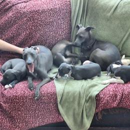 Italian Greyhound Puppies from Fisher Link