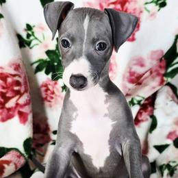 Get A Load Of Me - White and blue male Italian Greyhound puppy in Cadwell, Georgia from All The DoDa Day Italian Greyhounds
