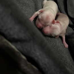 Maltese, Morkie, Poodle, and Yorkshire Terrier Puppies from YorkiesPawsLife