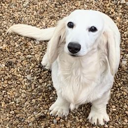 Blondie - Dachshund