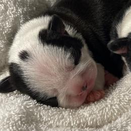 Boston Terrier Puppies from So Cal Boston’s