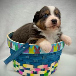 Girl 4 - Dilute blue female Australian Shepherd puppy in Cape Girardeau, Missouri from Real McCoy Australian Shepherds