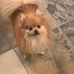 Pomeranian All Grown Up from P31 Poms