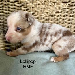 Girl 2 - Red merle female Miniature Australian Shepherd puppy in Roseville, California from Golden State Mini Aussies