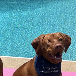 Vizslas from Venturous Vizslas