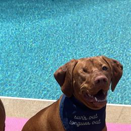 Vizslas from Venturous Vizslas