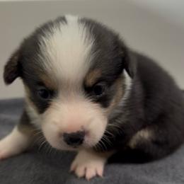 AKC Orange - Black and tan male Pembroke Welsh Corgi puppy in Summerfield, Florida from Promise Land Farm