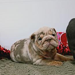 Mara - Blue tri-color female Bulldog puppy in Lewisberry, Pennsylvania from Salted Rim Corgis