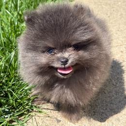 Butterball - Blue male Pomeranian puppy in Newark, Ohio from Keeperofstars Pomeranians
