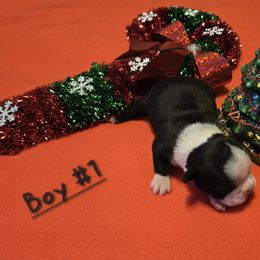 Boston Terrier Puppies from Grandma's Boston Terriers
