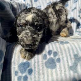 Chose - Blue merle female Aussiedoodle puppy in San Diego (Jamul), California from Lee Valley Scotties