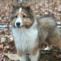 Paparazzi (poppy) - Shetland Sheepdog