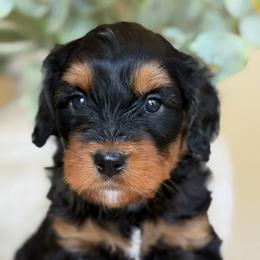 Cowboy - male Bernedoodle puppy in Yuciapa, California from AlltheDoodlez_