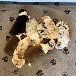 Boy 5 - Red tri-color male Australian Shepherd puppy in Dayton, Ohio from Willowlake Australian Shepherds