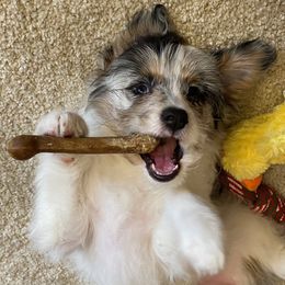 Aussiedoodle Puppies from House Merrills Minis and Doodles