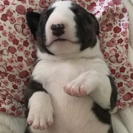 Bull Terriers and Miniature Bull Terriers from Old Forge Bull Terriers