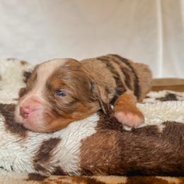 Joy - Blue merle female Bernedoodle puppy in Jackson, Missouri from Pincksten Family Doodles