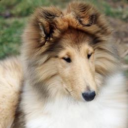 Collie puppies from Val Hi Collies