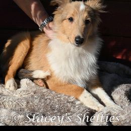 Boy 4 - Shetland Sheepdog puppy from Stacey's Shelties
