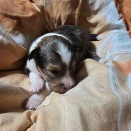 LITTLE Oliver - Sable and white male Shetland Sheepdog puppy in Houston, Texas from LaLa's Lilliputian Lassies