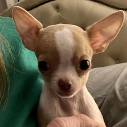 Chihuahua Puppies from Misty Morn Chihuahuas