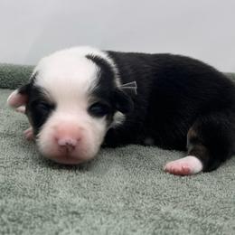 Drift - Black and tan male Pembroke Welsh Corgi puppy in Waco, Texas from The Comma Corgis