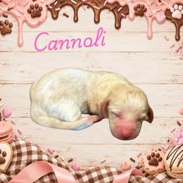 Cannoli - Lemon and white female Basset Hound puppy in Oronogo, Missouri from Dutton's Show Me Farms