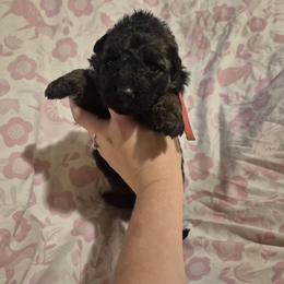 Pink collar Female - Black and red female German Shepherd puppy in Eugene, Oregon from Vom Osuna K9s