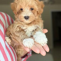 Princess - Parti female Maltipoo puppy in Charles City, Virginia from Historic triangle doodles Charles City, Virginia