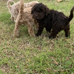 Australian Labradoodle Puppies from Sundance Labradoodles