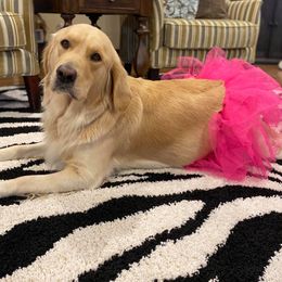 Goldendoodles from Goldieluxe Farms
