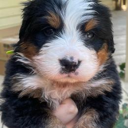 Eloise - Black rust and white female Bernese Mountain Dog puppy in Fountain, North Carolina from Stargirl Bernese Mountain Dogs
