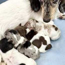 Dachshund Puppies from Sweet As Pie Doxies