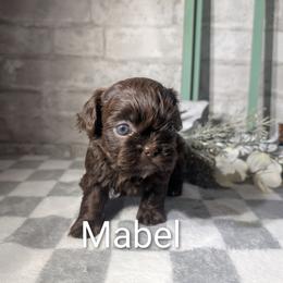 Chocolate female - Chocolate female Shih Tzu puppy in Poultney, Vermont from Morgan's Shih Tzus