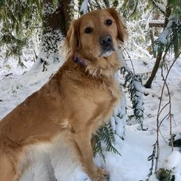Lily - Golden Retriever