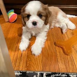 Woody - Blenheim male Cavalier King Charles Spaniel puppy in Eatontown, New Jersey from NJ Cavalier King Charles Breeder
