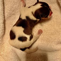 Girl 2 - female Havanese puppy in Running Springs, California from Shadycove K9