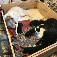 Borzoi All Grown Up from Borzoi on Konza Prairie