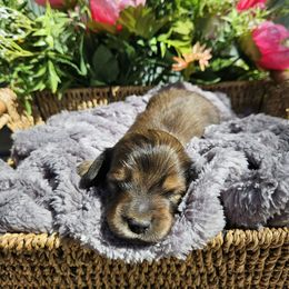 Summer - Red Dachshund puppy in Anaconda, Montana from Montana Country Dachshunds