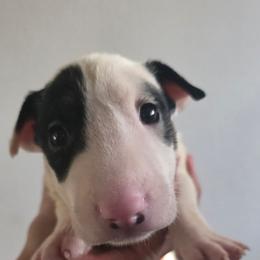 Stormy - White female Bull Terrier puppy in Rowland Heights, California from Northeast Bull Terriers