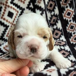Posy - Red and white female Cocker Spaniel puppy in Delphi, Indiana from Benchmark Cockers