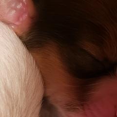 Nederlandse Kooikerhondjes from Dreamcatcher Kooikerhondjes