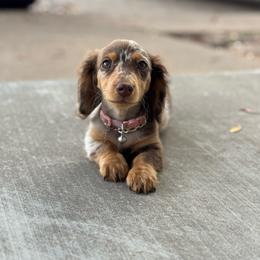 Piper - Dachshund