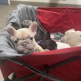 French Bulldog Puppies from Debruyn Bulldogs