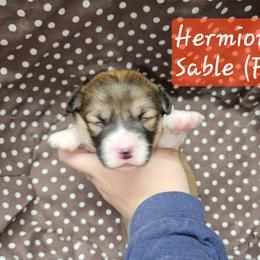 Hermione - Sable female Pembroke Welsh Corgi puppy in Orrtanna, Pennsylvania from Mountain Top Shepherd's