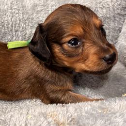 Green collared boy - Sable male Dachshund puppy in Hastings, Nebraska from D & J SCOTTIES AND CAIRNS & Miniature Long haired Dachshunds