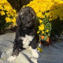 Charlie - Parti female Poodle puppy in Troy, New Hampshire from SP Standard Poodles