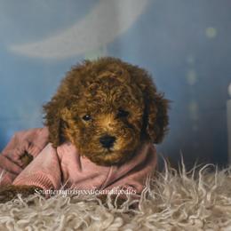 Poodle Puppies from Southern Girls Poodles
